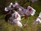 Cherry blossom branch in bloom. Closeup sakura flowers on blurred bokeh background. Garden on sunny spring day. Soft focus macro