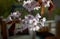 Cherry blossom branch in bloom. Sakura flowers on blurred background. Soft focus floral photography. Garden on sunny spring day.