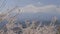 Cherry blossom branch blooming with Mt. Fuji