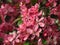 Cherry blossom branch Prunus serrulata with multiple dark pink flower buds about to bloom.