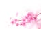 Cherry Blossom Branch Vector