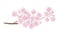 Cherry blossom branch vector illustration