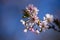 Cherry blossom branch with white pink petals Prunus subhirtella