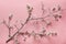 Cherry blossom branches with white petals at pink background. Springtime with seasonal blooming . Top view