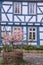 Cherry Blossom bush in front of half-timbered house