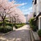 Cherry blossom. Cherry tree is blooming outside white building in Notting Hill area. London street is full