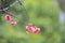 Cherry Blossom at cheung chau