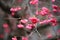 Cherry Blossom at cheung chau