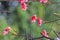 Cherry Blossom at cheung chau