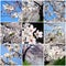 Cherry blossom collage