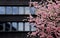 Cherry blossom contrast modern dark building