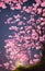 Cherry blossom digital painting, thick strokes, dripping, fantasy realistic