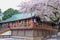 Cherry Blossom Festival at Kita-in Temple,Kosenbamachi,Kawagoe,Saitama,Japan on April9,2017:Main hall and beautiful cherry trees w