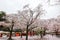 Cherry Blossom Festival at Kita-in Temple,Kosenbamachi,Kawagoe,Saitama,Japan on April9,2017:Sakurafubuki or cherry blossom blizzar
