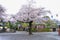 Cherry Blossom Festival at Kita-in Temple,Kosenbamachi,Kawagoe,Saitama,Japan on April9,2017:Sakurafubuki or cherry blossom blizzar