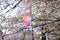 Cherry Blossom Festival at Omiya Park,Saitama,Japan on April 9,2017:Colorful Sakura Festival lantern