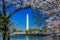 Cherry Blossom Festival - Washington Monument