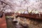 Cherry blossom festival, Yeojwacheon Stream in Jinhae