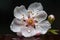 cherry blossom flower with dewdrop on its petal