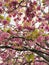 A cherry blossom is a flower of many trees of genus Prunus known as Japanese cherry and Sakura