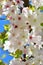 Cherry blossom .flower of several trees of genus Prunus