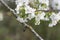 Cherry blossom flower tree blooming over a springtime blurry background