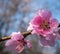 Cherry blossom flowers blooming beautifully. Pink flower blossom