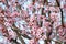 Cherry blossom in full bloom. Cherry flowers in small clusters on a cherry tree
