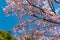Cherry blossom full bloom in Tokyo Chidorigafuchi park