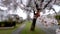 Cherry blossom full bloom in Vancouver city residential avenue