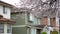 Cherry blossom full bloom in Vancouver city residential avenue