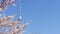 Cherry blossom full boom in spring and Tokyo sky tree tower against blue sky with copyspace