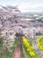 Cherry blossom in Funaoka Joshi Park in Miyagi prefecture, Japan