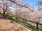 Cherry blossom in Funaoka Joshi Park in Miyagi prefecture, Japan
