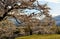 Cherry blossom of Goryokaku Park, Hakodate, Japan