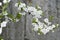 Cherry blossom on grunge concrete textured wall