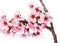 Cherry blossom isolate on white. Sakura. Beautiful flowers