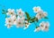 Cherry Blossom Isolated on Blue Background. White Spring Flowers, Blooming Branch with Green Leaves. Delicate Sakura Flowers