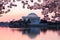 Cherry Blossom and Jefferson Memorial at sunrise