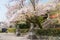 Cherry blossom at Kenkun Shrine Takeisao Shrine in Kyoto, Japan. The Shrine originally built in