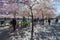 Cherry blossom in Kungstradgarden with herded children