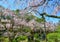 Cherry blossom in Kyoto, Japan