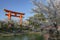 Cherry blossom in Kyoto, Japan