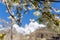 Cherry blossom at Lady finger and Hunza peak