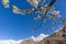 Cherry blossom at Lady finger and Hunza peak