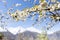 Cherry blossom at Lady finger and Hunza peak