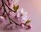 Cherry blossom on light pink background. The beauty of spring and the transient nature