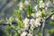 Cherry blossom macro photo, branch in bloom