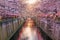 Cherry blossom at Meguro canal at twilight in Tokyo