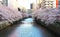 Cherry blossom in Meruro river tokyo japan